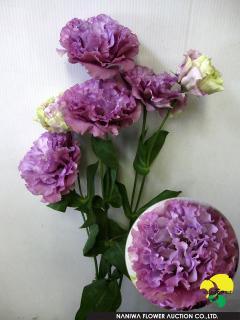 Eustoma Exe Lavender.jpg